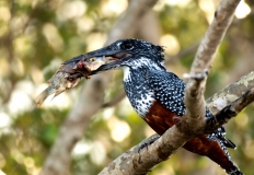 Giant kingfisher with fish, South-Africa